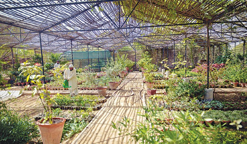 Karachi University Botanical Garden, Karachi, Pakistan, Pakistan